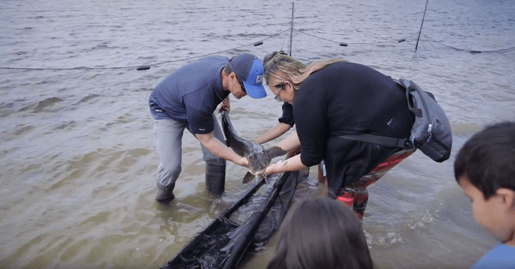 sturgeon-release-thumbnail